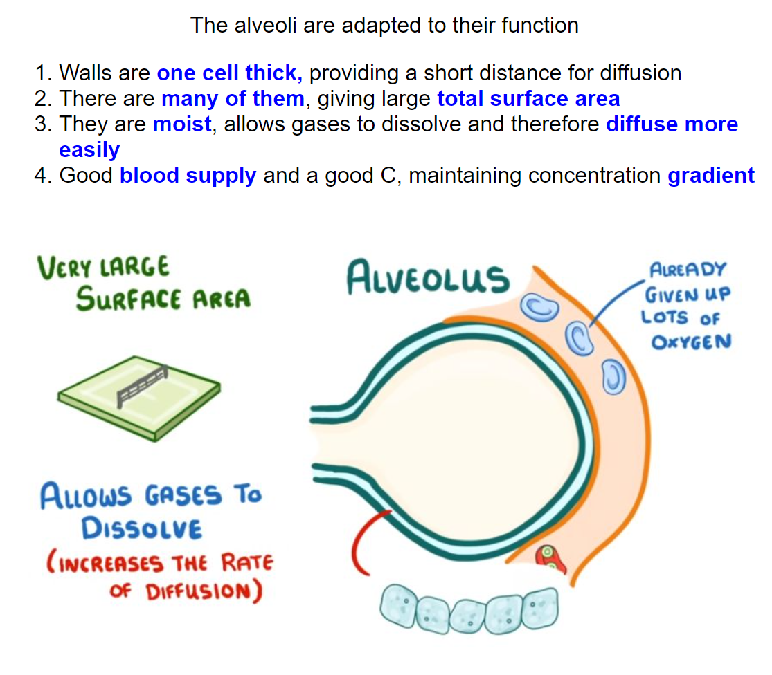 GCSE Biology